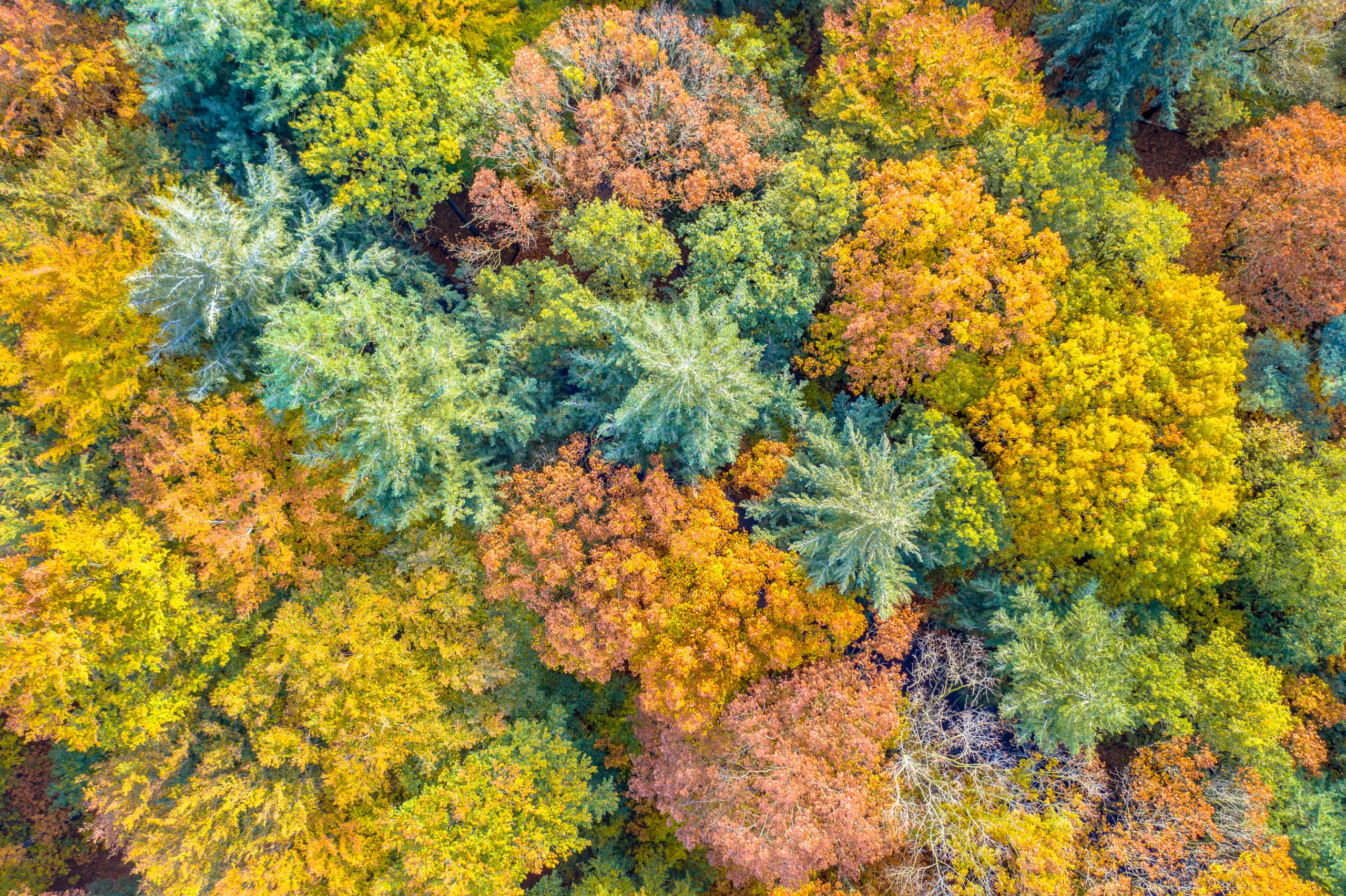 1. Achat de la 1ère forêt